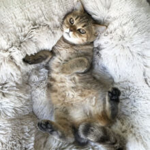 coussin valériane chat de luxe coussin valériane chat de luxe 1