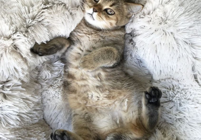 coussin valériane chat de luxe 1